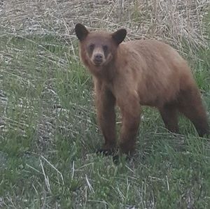 Meet your Posher, Selina